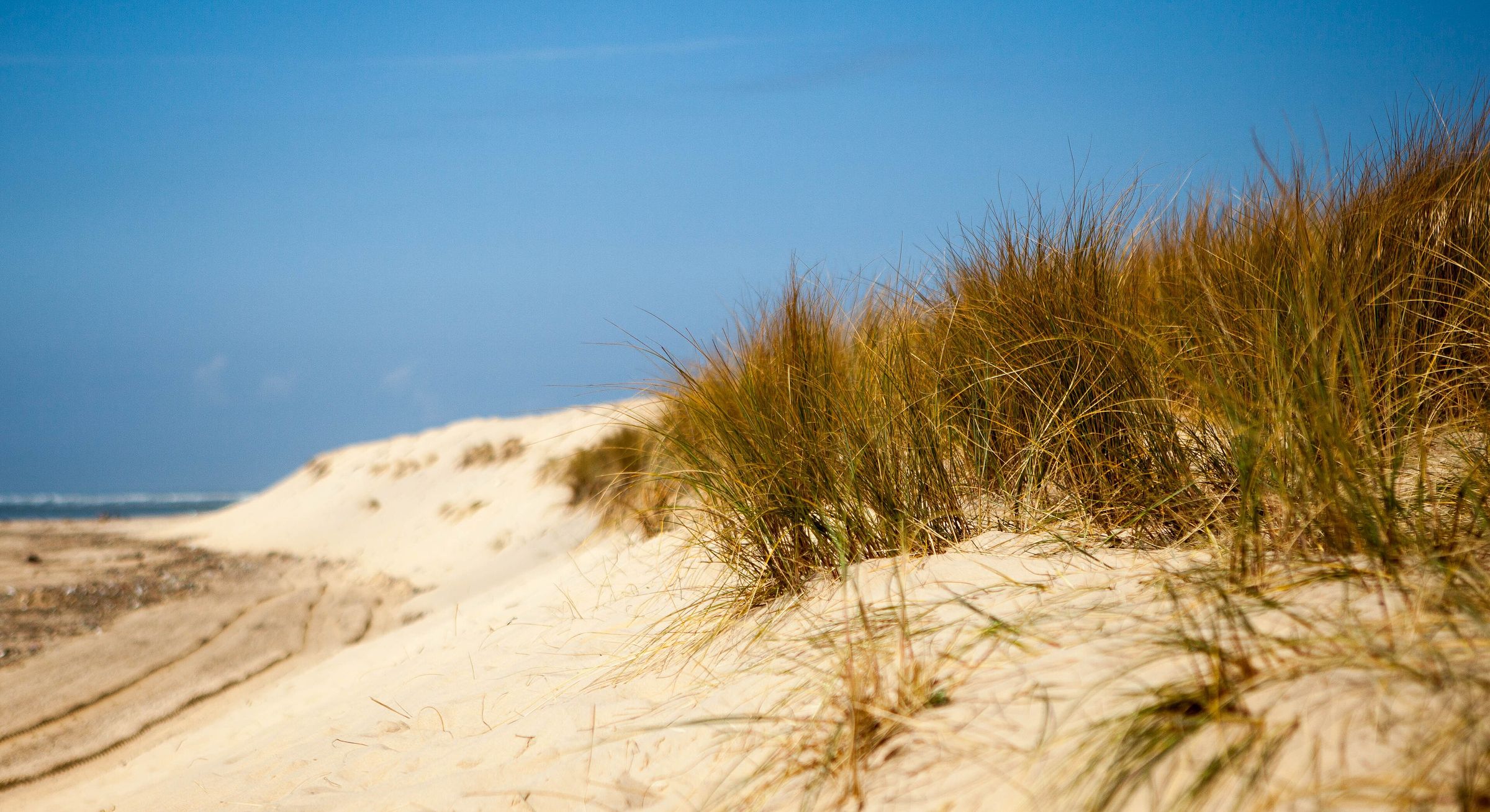 Oyats et sable sur la dune, au Cap Ferret